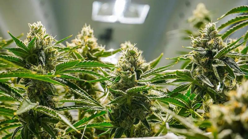 Bosky Genetics grow room, on-the-ground capture