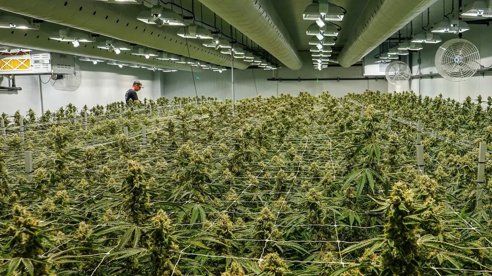 Grow room canopy